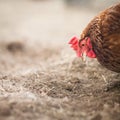 Closeup of a hen in a farmyard