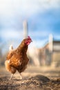 Closeup of a hen in a farmyard Royalty Free Stock Photo