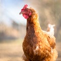 Closeup of a hen in a farmyard Royalty Free Stock Photo