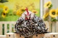 Chicken in chicken coop Royalty Free Stock Photo