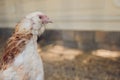 Closeup of a hen in a farmyard Gallus gallus domesticus.