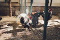 Closeup of a hen in a farmyard Gallus gallus domesticus.