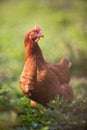 Closeup of a hen in a farmyard