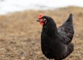 Close up of a hen in a farmyard Gallus gallus domesticus. Black chicken