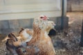 Closeup of a hen in a farmyard Gallus gallus domesticus.