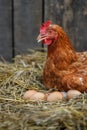 closeup of hen hatching eggs in nest of straw inside a wooden chicken coop Royalty Free Stock Photo