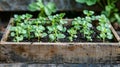A closeup of herb seedlings sprouting from rich dark soil in a simple wooden planter box.