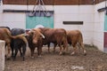 Closeup of herd of black and brown Spanish fighting bull in paddock