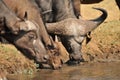 Closeup of a herd of buffalos drinking water from a pond in a savannah in Africa Royalty Free Stock Photo