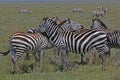 Closeup of a herd of cute plains zebras in Serengeti National Park, Tanzania