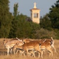 Closeup of a herd of female fallow deer