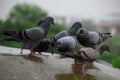 Closeup of a herd of Feral pigeons on wet surface with blur background