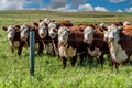 Closeup of a herd of Hereford cattle grazing in a pasture