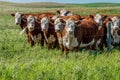 Closeup of a herd of Hereford cattle grazing in a pasture