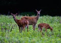 Closeup of a herd of White-tailed deer grazing in a green field