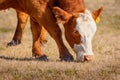 Closeup of Hereford cow grazing