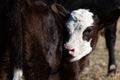 Closeup of a Hereford cow with its bright white head under the sunlight in a yellow field