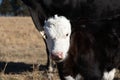 Closeup of a Hereford cow with its bright white head under the sunlight in a yellow field