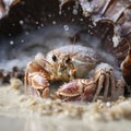 Closeup of a hermit crab nestled in the sand with drops of sea water.