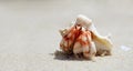 Closeup of a hermit crab with shell