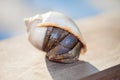 Closeup of a hermit crab in shell Royalty Free Stock Photo