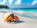 Closeup of a hermit crab on a tropical beach - ai. Royalty Free Stock Photo