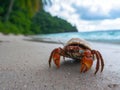 Closeup of a hermit crab on a tropical beach - ai. Royalty Free Stock Photo