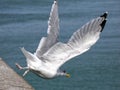 Closeup herring gulls in flight Royalty Free Stock Photo