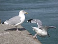 Closeup herring gulls in flight Royalty Free Stock Photo