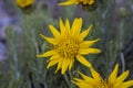 Closeup of the Heterolepis aliena is a rounded, densely leafy shrublet