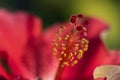 Closeup of hibiscus or china rose or gurhal Royalty Free Stock Photo