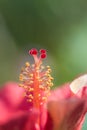 Closeup of hibiscus or china rose or gurhal Royalty Free Stock Photo