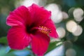 Closeup of a hibiscus flower