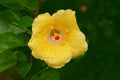 Hibiscus - Shoe Flower Royalty Free Stock Photo