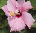 Closeup of a hibiscus rosa sinensis pink flower Royalty Free Stock Photo