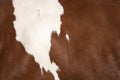 Closeup of hide on side of red and white cow Royalty Free Stock Photo