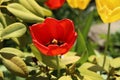 Closeup high angle shot of a beautiful blooming Tulip