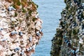 Closeup high angle shot of numerous birds on a rocky cliff with the ocean in the background