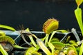 Closeup high angle shot of venus flytrap plants