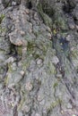 Closeup highlights knobby bark on very old hardwood tree