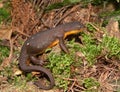 Closeup on a Taricha granulosa, Roughskinned newt sitting on moss