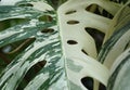 Close up of the highly variegated leaves of Monstera Borsigiana Albo Royalty Free Stock Photo