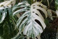 Closeup of the highly variegated leaves of Monstera Borsigiana Albo Royalty Free Stock Photo
