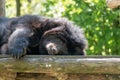 Closeup of a himalayan black bear sleeping on a piece of wood in a zoo during daylight Royalty Free Stock Photo