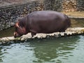 Closeup Hippo in Beppu, Japan Royalty Free Stock Photo