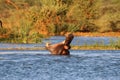 Closeup of a hippo with its mouth wide open captured in a lake on a sunny day Royalty Free Stock Photo