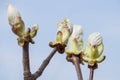 Closeup of Hippocastanum tree branch with buds