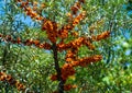 Closeup of a Hippophae rhamnoides tree in a field under the sunlight with a blurry background