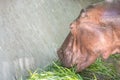 Closeup hippopotamus eating grass in concrete pond at the zoo textured background with copy space Royalty Free Stock Photo