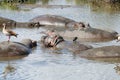 Closeup of Hippopotamus in water Royalty Free Stock Photo